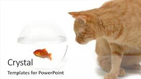  Presentation with alive - PPT layouts having partner enemy - cat is lokking background and a white colored foreground