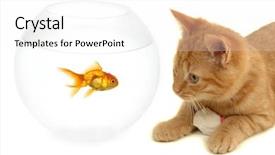  Presentation with goldfish - Beautiful presentation theme featuring partner enemy - cat is looking backdrop and a white colored foreground