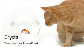 Presentation with alive - PPT layouts having partner enemy - cat is looking background and a cream colored foreground