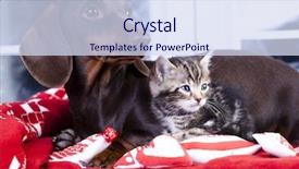  Presentation with dachshund - Cool new presentation theme with partner enemy - kitten and puppy dachshund backdrop and a sky blue colored foreground