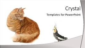  Presentation with cat - Beautiful PPT theme featuring partner enemy - surprised cat looking at surprised backdrop and a white colored foreground
