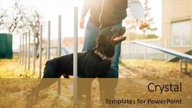  Presentation with training - Beautiful presentation design featuring partner miliatry - cynologist with sniffing dog training backdrop and a gold colored foreground