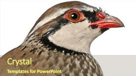  Presentation with hall fame of red stamp - Beautiful presentation featuring partridge or french partridge alectoris backdrop and a  colored foreground