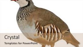  Presentation with hall fame of red stamp - Slides featuring partridge or french partridge alectoris background and a  colored foreground