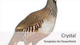  Presentation with red black and white - Theme consisting of partridge or french partridge alectoris background and a  colored foreground