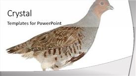  Presentation with english - Cool new presentation with the english partridge hun backdrop and a white colored foreground