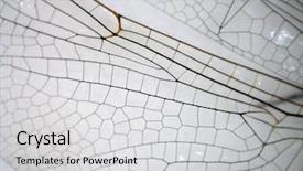  Presentation with dragonfly - Presentation design featuring majestic mountain lake in canada background and a tawny brown colored foreground