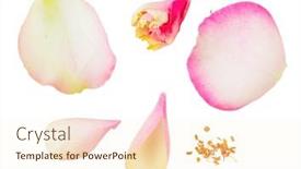  Presentation with pollen - Presentation design enhanced with parts-of-flower-petal background and a cream colored foreground