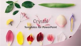  Presentation with parts - Presentation with parts-of-flower-petals background and a lemonade colored foreground