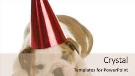 Presentation with english bulldog - Amazing slides having party dog - english bulldog puppy backdrop and a coral colored foreground
