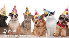  Presentation with standing sitting - Beautiful PPT theme featuring party dogs and cats wearing backdrop and a coral colored foreground
