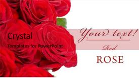  Presentation with red and white rose petals - PPT theme having party flwer - bouquet of red roses isolated background and a crimson colored foreground