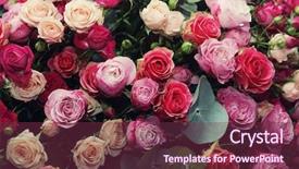  Presentation with multicolor - Theme having party flwer - multicolor roses bouquet background and a violet colored foreground