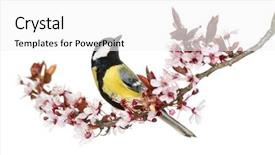  Presentation with statue of aristotle a great - Cool new PPT theme with parus major isolated on white backdrop and a white colored foreground