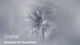  Presentation with butter - Audience pleasing presentation theme consisting of pasque-flower-belongs-to-butter backdrop and a gray colored foreground