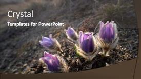  Presentation with czech republic - Slides having pasque-flower-national-park-podyji background and a  colored foreground