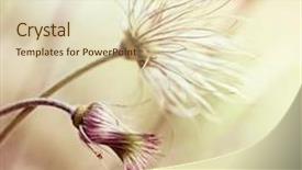  Presentation with tranquil - Slides consisting of pasque flowers nature background tranquil background close-up copy space background and a cream colored foreground
