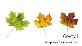  Presentation with maple leaf - Slide set consisting of pass away - colorful maple autumn leaves isolated background and a white colored foreground