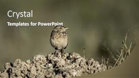  Presentation with passerine - Cool new PPT theme with passerine-in-serengeti-national-park backdrop and a tawny brown colored foreground