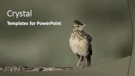  Presentation with passerine - Amazing slide set having passerine-in-serengeti-national-park backdrop and a dark gray colored foreground