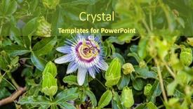  Presentation with clear - Theme enhanced with passiflora-caerulea-clear-sky background and a  colored foreground