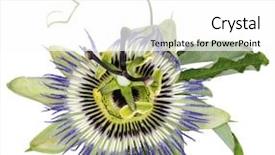  Presentation with passion - Slide deck with passiflora caerulea common passion flower background and a white colored foreground
