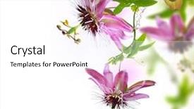  Presentation with flower - Amazing PPT theme having passiflora flower backdrop and a white colored foreground