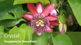  Presentation with green nature - Presentation having passion-flower-a-pretty-exotic and a  colored foreground