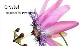  Presentation with passion - Audience pleasing PPT theme consisting of passion flower isolated over white background passiflora belotii backdrop and a white colored foreground