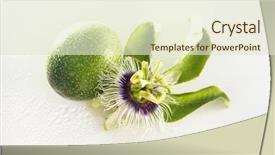  Presentation with passion fruit - PPT layouts with passion flower passiflora incarnata background and a cream colored foreground