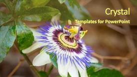  Presentation with passion fruit - Slides with passion flower passiflora background and a tawny brown colored foreground