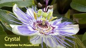  Presentation with passion - Audience pleasing presentation theme consisting of passion flower backdrop and a tawny brown colored foreground