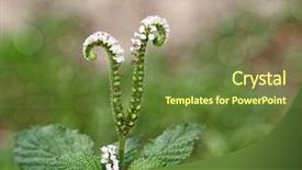  Presentation with passiflora edulis - Theme featuring passion foetida edulis laurifolia flower background and a tawny brown colored foreground