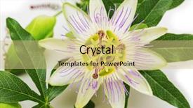  Presentation with passionflower - Cool new PPT theme with passion fruit flower - passionflower isolated on white background backdrop and a yellow colored foreground