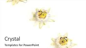  Presentation with passion fruit - Audience pleasing theme consisting of passion fruit flower backdrop and a  colored foreground