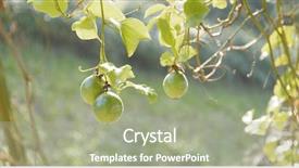  Presentation with fruit farm - Theme having passion fruit in the farm background and a mint green colored foreground