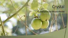  Presentation with fruit farm - PPT layouts enhanced with passion fruit in the farm background and a mint green colored foreground