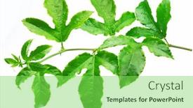  Presentation with passion fruit - Slide deck consisting of passion-fruit-or-maracuya-twig background and a  colored foreground