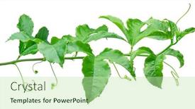  Presentation with passion fruit - Slide set enhanced with passion-fruit-or-maracuya-twig background and a mint green colored foreground
