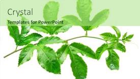  Presentation with passion fruit - Slide deck featuring passion-fruit-or-maracuya-twig background and a mint green colored foreground