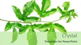  Presentation with passion fruit - PPT layouts having passion-fruit-or-maracuya-twig background and a  colored foreground