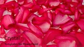  Presentation with passion - Presentation with passion statement - background made of rose petals background and a  colored foreground