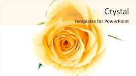  Presentation with passion - Audience pleasing PPT theme consisting of passion statement - close-up of orange rose petals backdrop and a  colored foreground