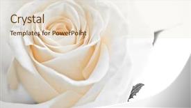  Presentation with passion - Slides featuring passion statement - close-up of white rose petals background and a  colored foreground