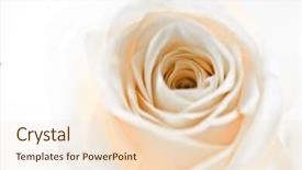  Presentation with passion - Theme consisting of passion statement - close-up of white rose petals background and a lemonade colored foreground