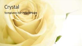  Presentation with passion - Theme with passion statement - close-up of white rose petals background and a  colored foreground