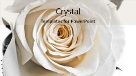  Presentation with passion - Cool new slides with passion statement - close-up of white rose petals backdrop and a  colored foreground