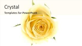  Presentation with yellow rose - Colorful presentation theme enhanced with passion statement - close-up of yellow rose petals backdrop and a  colored foreground