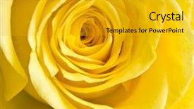 Presentation with rose yellow - Presentation with passion statement - close-up of yellow rose petals background and a  colored foreground