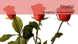  Presentation with red roses rose garden - PPT layouts with passion statement - red roses macro shot background and a  colored foreground